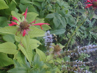 A bee pollinating a mint plant,
with bergamot nearby
