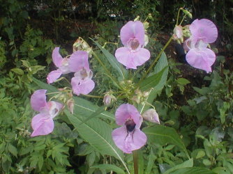 A bee pollinating some
pink orchids